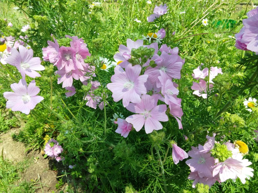 Pale purple flowers clustered on long stalks