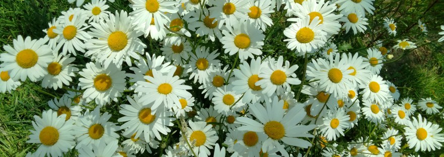 A cacophony of large white flowers with bright yellow centres