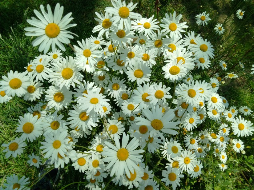 A cacophony of large white flowers with bright yellow centres