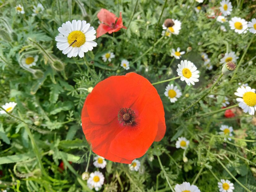 A broad, red poppy, surrounded by other poppies and cheerful white flowers with yellow centres
