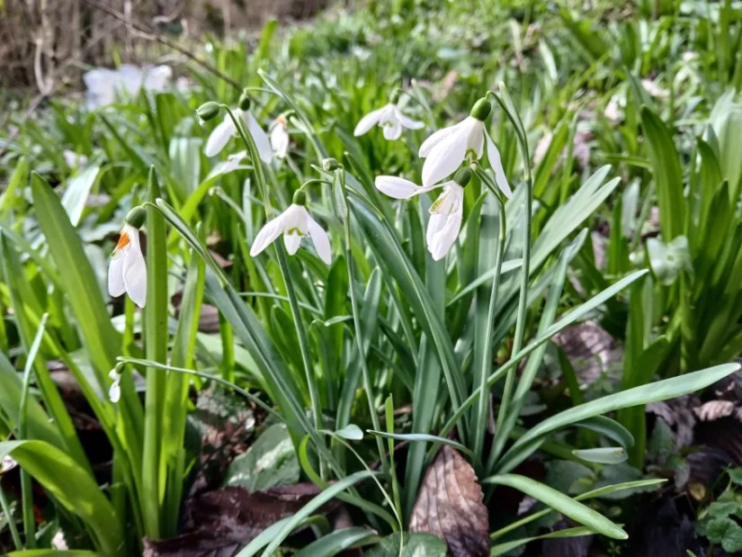dangling white snowdrop flowers against a backdrop of new green growth