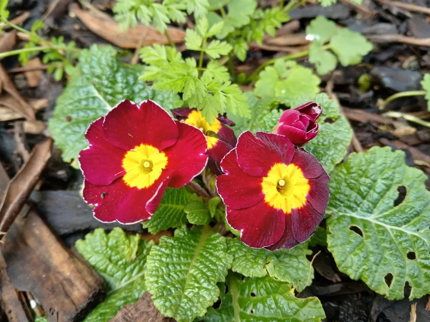 Deep red flowers with yellow centres