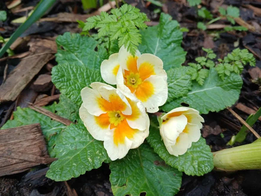 Creamy primrose flowers with egg yolk-yellow centres