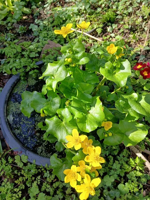 A small container pond sunk into the ground, surrounded by greenery. From the pond sprouts broad leaves and large, five petal yellow flowers