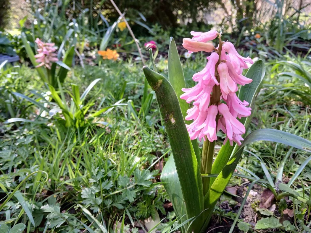 Pink bell-like flowers clustered together on a sturdy stem