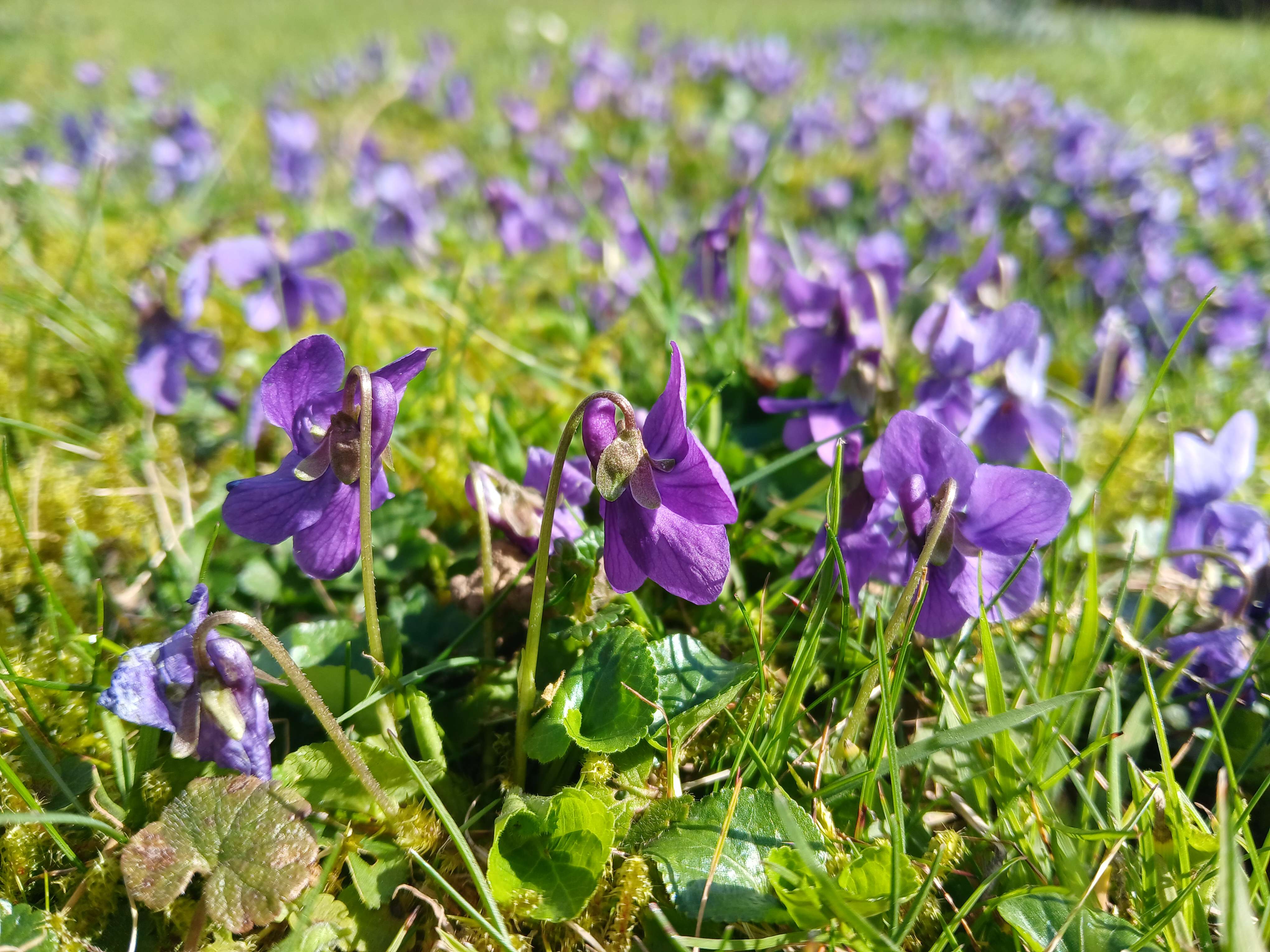 Small, five-petal purple flowers, several in focus in the foreground and many throughout the grass in the background