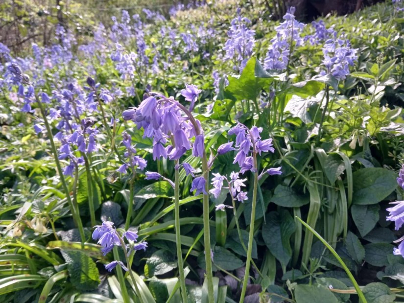 So many bluebells, pale purple flowers shaped like bells and dangling from long stems
