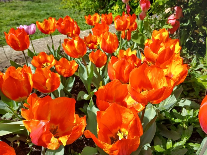 Dramatically-coloured tulips, red with yellow highlights, open wide in the bright sun