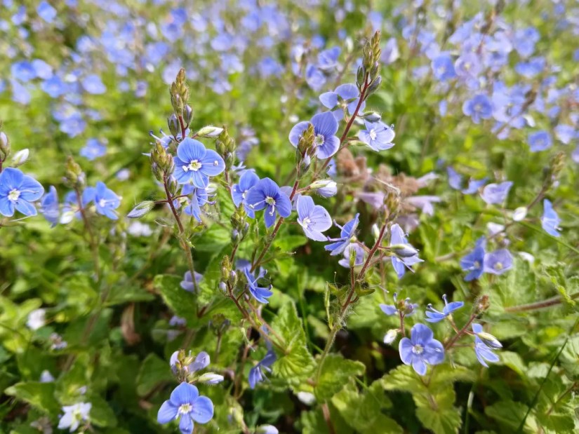an abundance of tiny blue flowers with four leaves growing close to the ground
