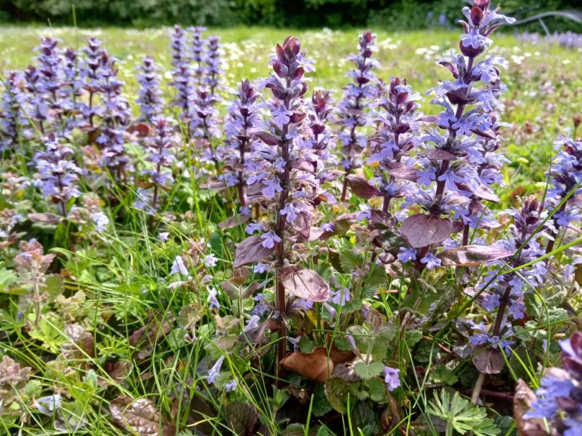 towers of pale purple flowers on stalks with reddish leaves emerging from grass