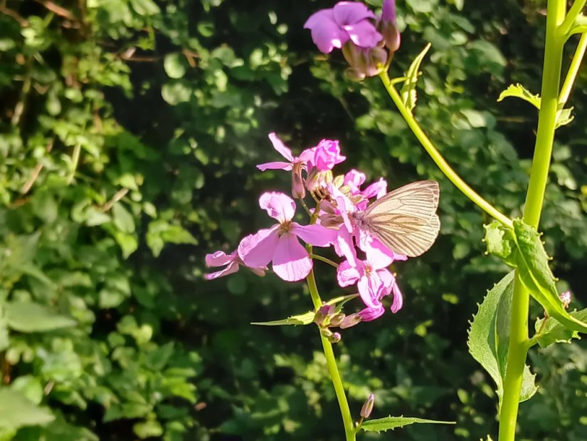 a white butterfly with light brown markings feeds from a pink, four-petal flower in bright sunshine