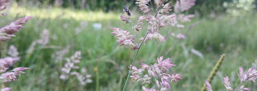 Fronds of pink tinged grass, with a black and orange bug resting on a floret