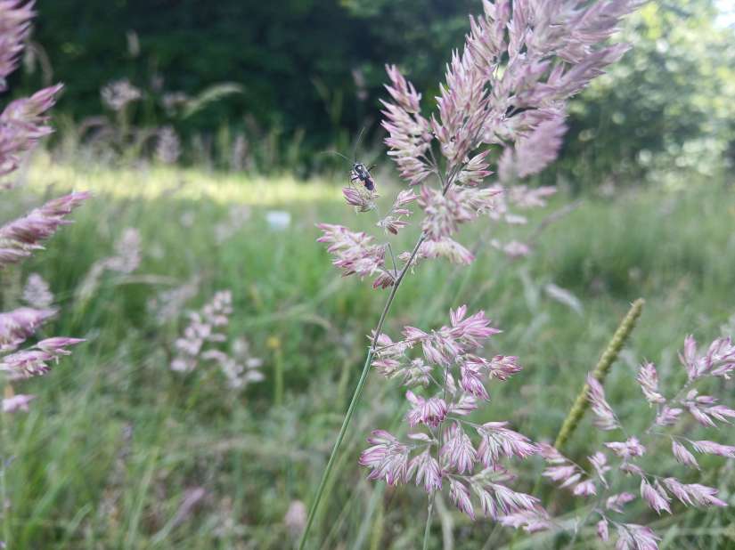 Fronds of pink tinged grass, with a black and orange bug resting on a floret